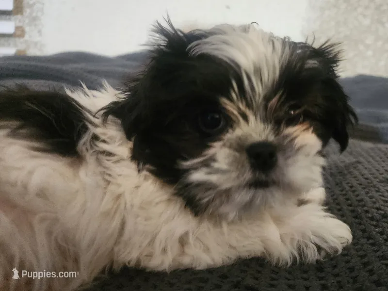 Shihtzu Boy 8