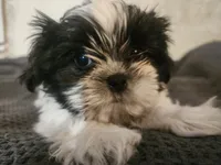 Shihtzu Boy 8, a male Shih Tzu for sale in Springfield, MO – Photo 4 of 5