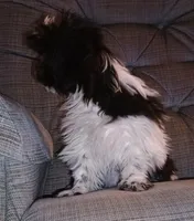 Shihtzu Girl 11, a female Shih Tzu for sale in Springfield, MO – Photo 6 of 9