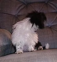 Shihtzu Girl 11, a female Shih Tzu for sale in Springfield, MO – Photo 7 of 9