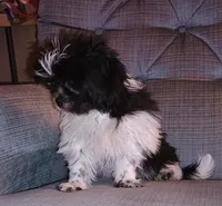 Shihtzu Girl 11, a female Shih Tzu for sale in Springfield, MO – Photo 5 of 9