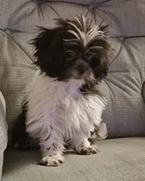 Shihtzu Girl 11, a female Shih Tzu for sale in Springfield, MO – Photo 3 of 9