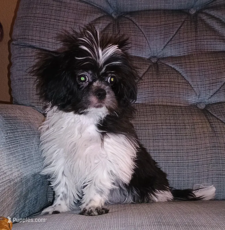 Shihtzu Girl 11