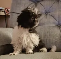 Shihtzu Girl 11, a female Shih Tzu for sale in Springfield, MO – Photo 2 of 9