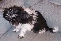 Shihtzu Girl 11, a female Shih Tzu for sale in Springfield, MO – Photo 4 of 9