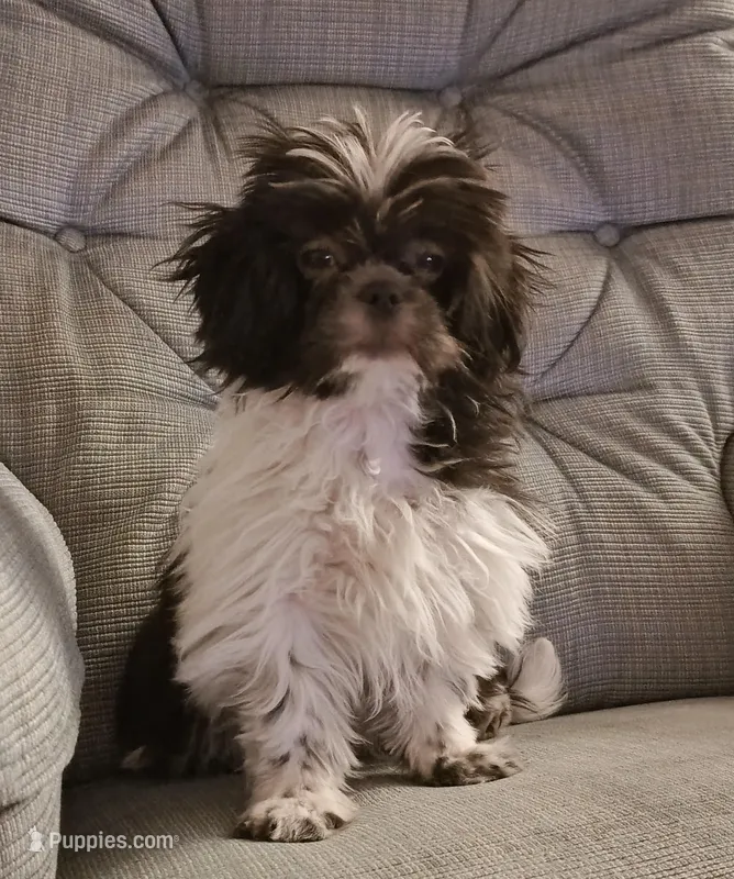 Shihtzu Girl 11, a female Shih Tzu for sale in Springfield, MO – Photo 1 of 9