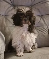 Shihtzu Girl 11, a female Shih Tzu for sale in Springfield, MO – Photo 1 of 9