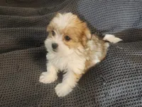 processed/d556be42-26da-4a87-aa8f-3d16c617ad93/listing/581f1cc5-20cc-42e0-8903-7dce69e14e8a/45759301-3242-4933-9a9d-bcb857c6f24a