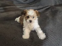 processed/d556be42-26da-4a87-aa8f-3d16c617ad93/listing/581f1cc5-20cc-42e0-8903-7dce69e14e8a/4d4b5c41-22b7-483f-a510-e0ceac78fba4