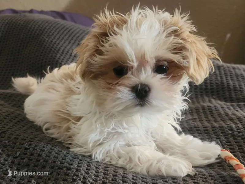 Shihtzu Girl 7