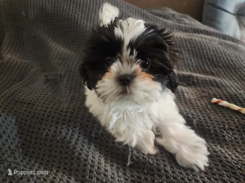 Shihtzu Girl 10