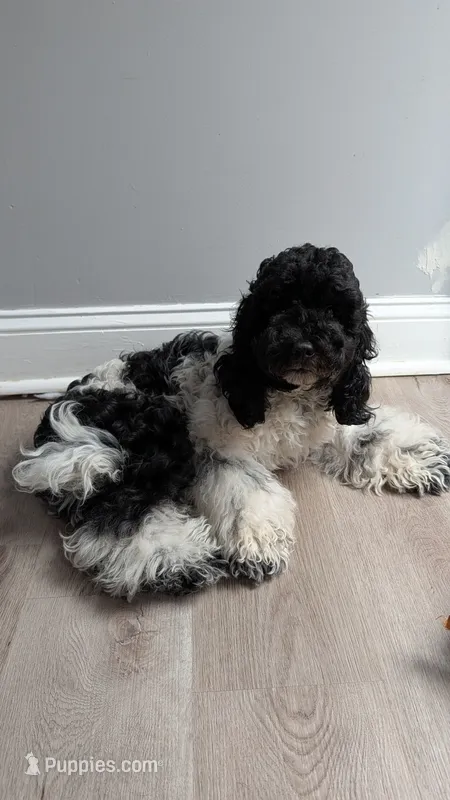Raven (F2b) – Cockapoo puppy for sale in Philadelphia, PA