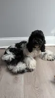 Raven (F2b), a female Cockapoo for sale in Philadelphia, PA – 1 of 10
