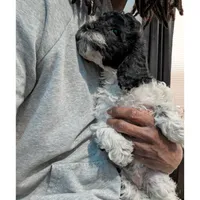 Raven (F2b), a female Cockapoo for sale in Philadelphia, PA – Photo 5 of 9