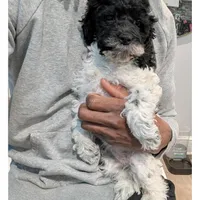 Raven (F2b), a female Cockapoo for sale in Philadelphia, PA – Photo 6 of 9
