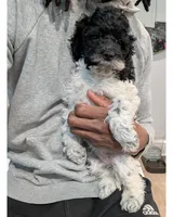 Raven (F2b), a female Cockapoo for sale in Philadelphia, PA – Photo 3 of 9