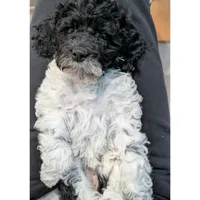 Raven (F2b), a female Cockapoo for sale in Philadelphia, PA – Photo 4 of 9