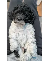 Raven (F2b), a female Cockapoo for sale in Philadelphia, PA – Photo 1 of 9