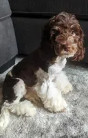 Raven (F2b), a female Cockapoo for sale in Philadelphia, PA – Photo 8 of 9