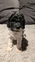 Raven (F2b), a female Cockapoo for sale in Philadelphia, PA – Photo 7 of 9
