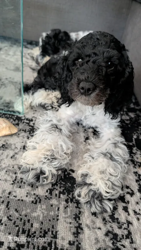 Raven (F2b) – Cockapoo puppy for sale in Philadelphia, PA