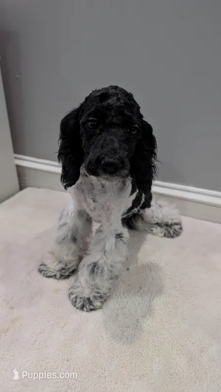 Raven (F2b) – Cockapoo puppy for sale in Philadelphia, PA