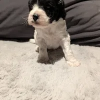 Griffin (F2b), a male Cockapoo for sale in Philadelphia, PA – Photo 3 of 8