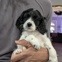 Griffin (F2b), a male Cockapoo for sale in Philadelphia, PA – Photo 2 of 8