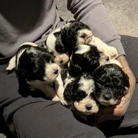 Griffin (F2b), a male Cockapoo for sale in Philadelphia, PA – Photo 6 of 8