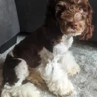 Griffin (F2b), a male Cockapoo for sale in Philadelphia, PA – Photo 7 of 8