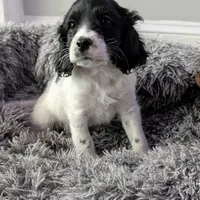 Griffin (F2b), a male Cockapoo for sale in Philadelphia, PA – Photo 1 of 8