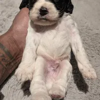 Griffin (F2b), a male Cockapoo for sale in Philadelphia, PA – Photo 4 of 8