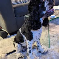 Griffin (F2b), a male Cockapoo for sale in Philadelphia, PA – Photo 8 of 8