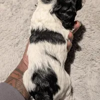 Griffin (F2b), a male Cockapoo for sale in Philadelphia, PA – Photo 5 of 8