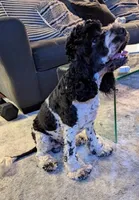 Sonny (F2b), a male Cockapoo for sale in Philadelphia, PA – Photo 5 of 6