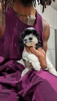 Jules F2b, a male Cockapoo for sale in Philadelphia, PA – Photo 1 of 2