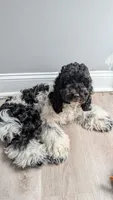 Raven (F2b), a female Cockapoo for sale in Philadelphia, PA – 3 of 10