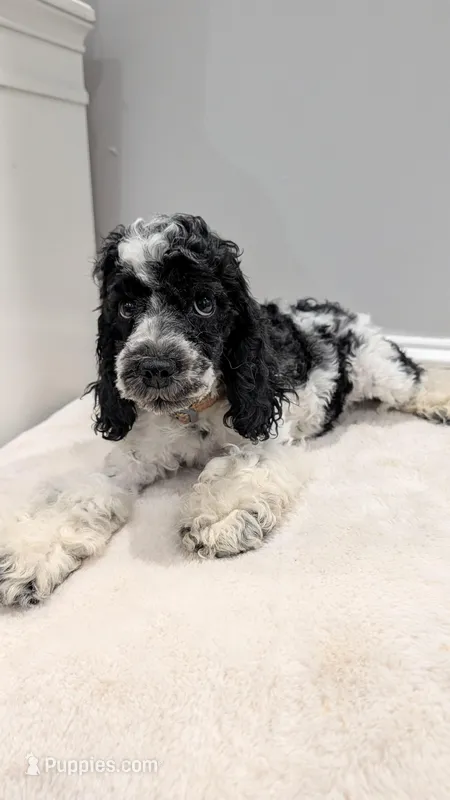 Lucky (F2b) – Cockapoo puppy for sale in Philadelphia, PA
