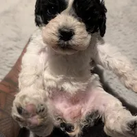 Lucky (F2b), a female Cockapoo for sale in Philadelphia, PA – Photo 5 of 7