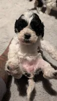Lucky (F2b), a female Cockapoo for sale in Philadelphia, PA – Photo 2 of 4