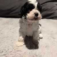 Lucky (F2b), a female Cockapoo for sale in Philadelphia, PA – Photo 4 of 7