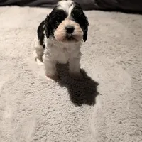 Lucky (F2b), a female Cockapoo for sale in Philadelphia, PA – Photo 7 of 7