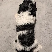 Lucky (F2b), a female Cockapoo for sale in Philadelphia, PA – Photo 6 of 7