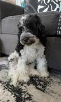 Lucky (F2b), a female Cockapoo for sale in Philadelphia, PA – 1 of 8