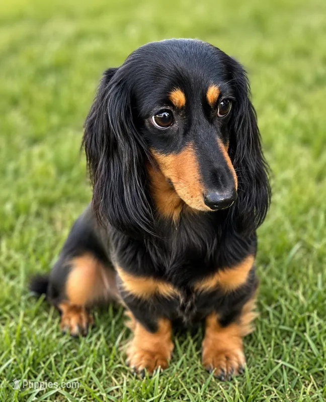 Akc Darcy  – Miniature Dachshund puppy for sale in Chicago, IL