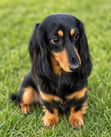 Akc Darcy , a female Miniature Dachshund for sale in Chicago, IL – 1 of 1