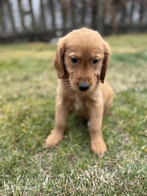 Male – Golden Retriever puppy for sale in Chicago, IL