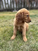 Male, a male Golden Retriever for sale in Chicago, IL – Photo 2 of 4