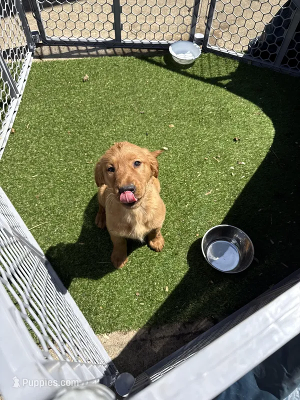 Male – Golden Retriever puppy for sale in Chicago, IL