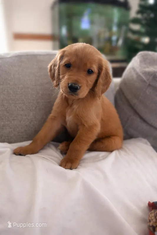 Female – Golden Retriever puppy for sale in Chicago, IL